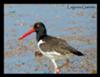 Laguna Garzon Fauna